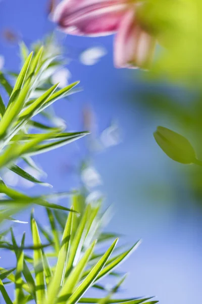 Små vita blommor på en tonad på skonsam mjuk blå och rosa bakgrund utomhus närbild makro . — Stockfoto