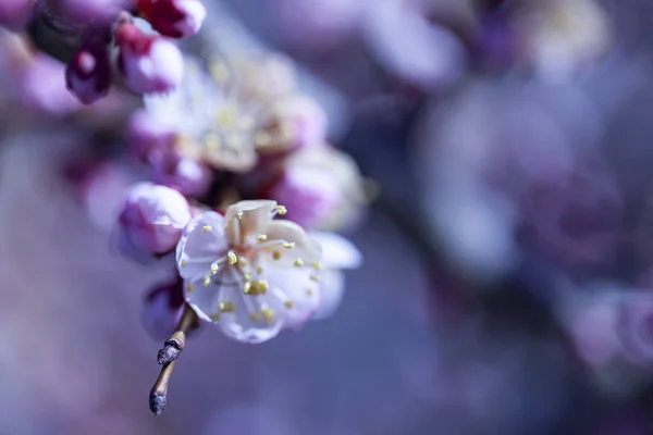 Beautiful floral spring abstract background of nature. Branches of blossoming apricot macro with soft focus on gentle light blue sky background. For easter and spring greeting cards with copy space — Stock Photo, Image