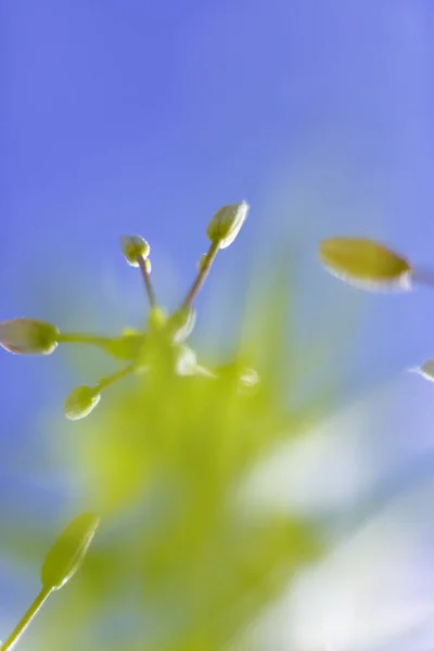 Lente bloem weide in zachte pastel toon met bokeh en lucht achtergrond — Stockfoto