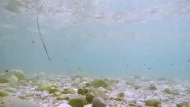 Güneş ışınları su altında ışıldar. Turkuaz okyanustaki ekosistem ve okyanus tabanının sualtı görüntüsü.. — Stok video