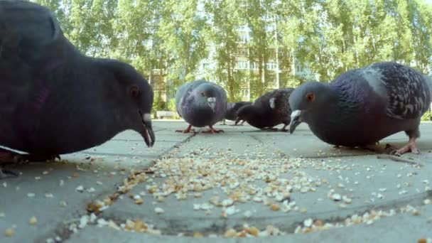 Il gruppo di piccioni che mangia in città — Video Stock