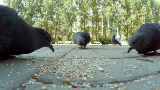 Group of pigeon eating in city — Stock Video