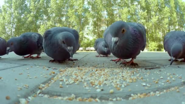 Group of pigeon eating in city — Stock Video