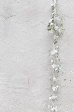 Beyaz Duvara Bitki Güzel Bir Arkaplan Oluşturur