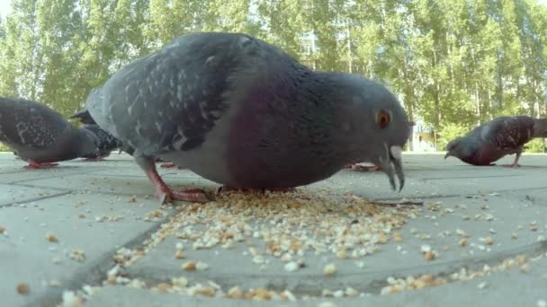 Egy csapat galamb eszik a városban. — Stock videók