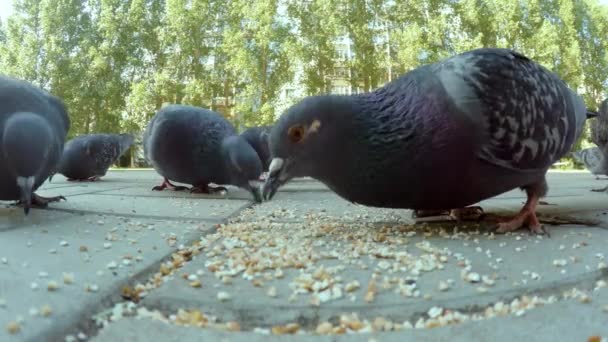 El grupo de palomas comiendo en la ciudad — Vídeos de Stock
