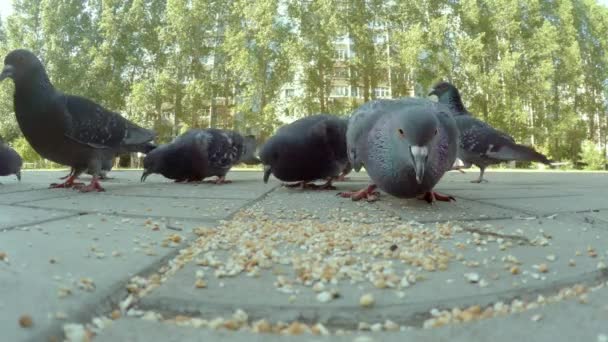 Group of pigeon eating in city — Stock Video