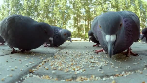 Gruppo di piccioni che mangiano in città — Video Stock