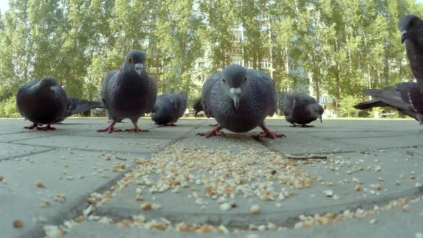 Group of pigeon eating in city — Stock Video