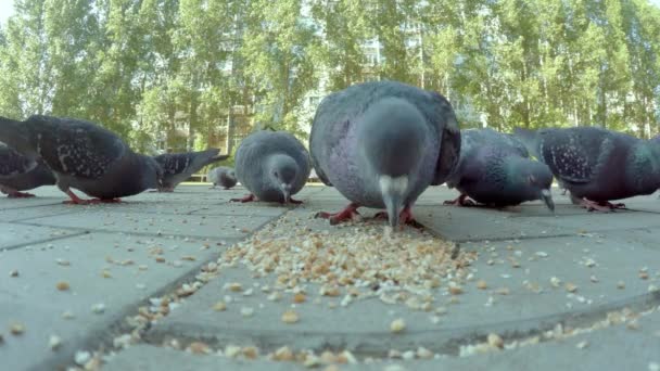 Close-up video of pigeons beaks eating seeds. Close-up — Stock Video