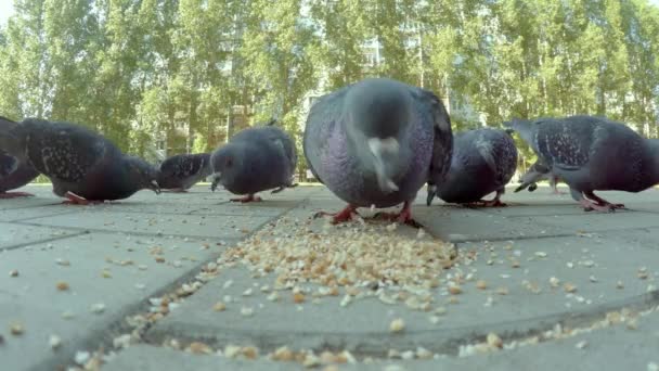Zbliżenie wideo z gołębiami jedzącymi nasiona. Zbliżenie — Wideo stockowe