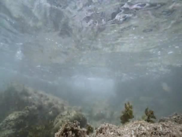 Rayos de sol rayos de sol bajo el agua. Inyección submarina de ecosistema y fondo oceánico en océano turquesa. — Vídeo de stock