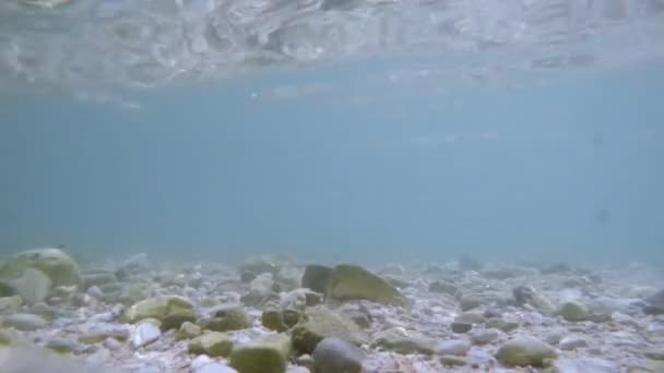 Zonnestralen zonnestralen onder water. Onderwateropname van ecosysteem en oceaanbodem in turquoise oceaan. — Stockvideo
