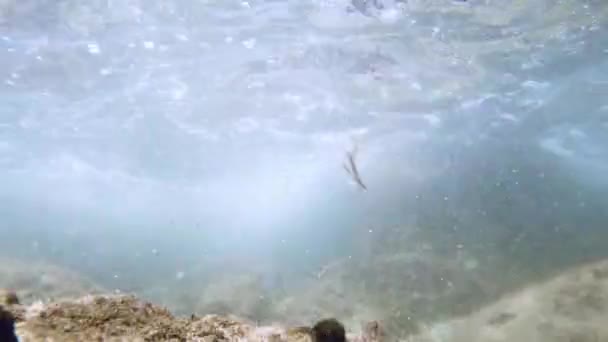 阳光照射在水下.青绿色海洋中生态系统和洋底的水下拍摄. — 图库视频影像