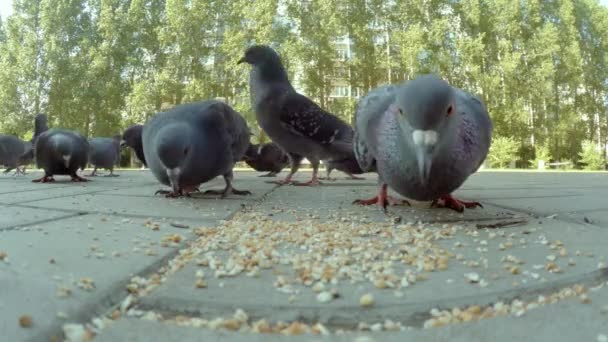 Gruppo di piccioni che mangiano in città — Video Stock