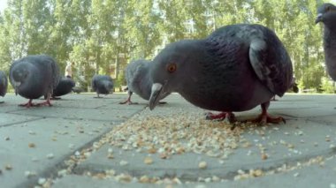 Güvercinlerin tohum yiyen gagalarının yakın çekim videosu. Yakın plan.