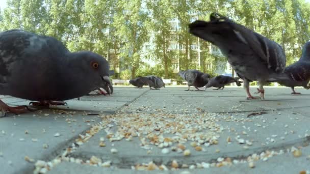 Group of pigeon eating in city — Stock Video