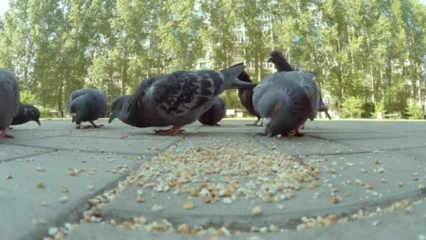 Nahaufnahme von Taubenschnäbeln, die Samen fressen. Nahaufnahme — Stockvideo