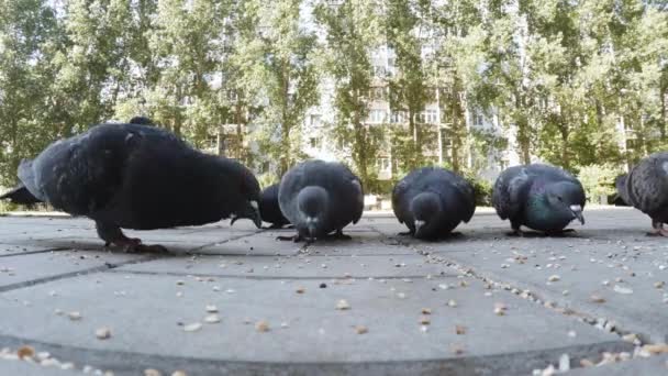 Close-up vídeo de pombos bicos comendo sementes. Close-up — Vídeo de Stock