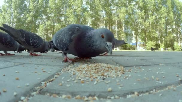 Människor matar urbana duvor i centrum. En flock duvor äter majskorn och bröd på torget i stan. En grupp vilda fåglar äter och flyger — Stockvideo