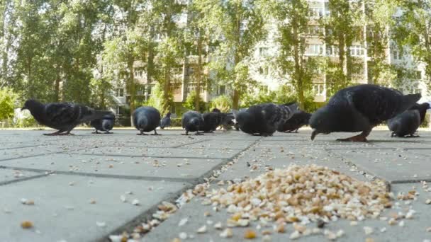 Närbild video av duvor näbbar äta frön. Närbild — Stockvideo