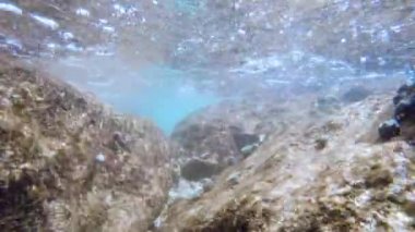 Güneş ışınları su altında ışıldar. Turkuaz okyanustaki ekosistem ve okyanus tabanının sualtı görüntüsü..