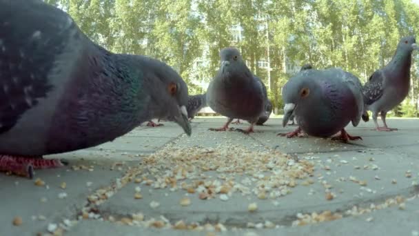 Videó galambcsőrű magevő galambokról. Közelkép — Stock videók