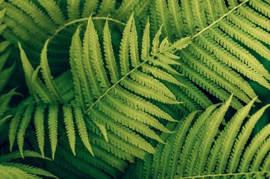 Güzel yeşil eğrelti otu yaprakları