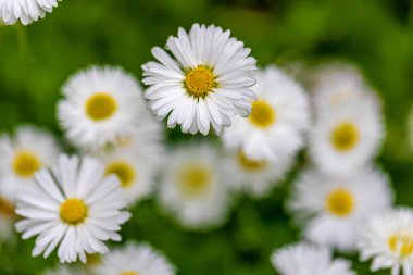 Tıbbi papatya çayı doğal bir ortamda yetişir.