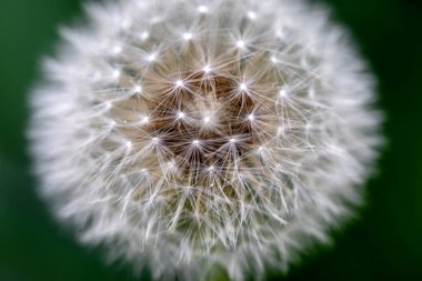 Çimen arka planda karahindiba