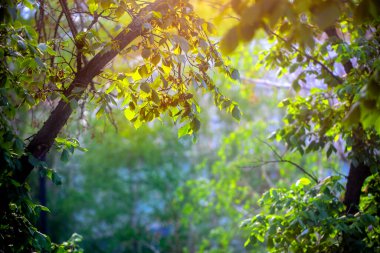 Güneşli bir günde yeşil yapraklar