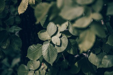 Bahar Ormanı - taze yapraklar ve güneş ışınları