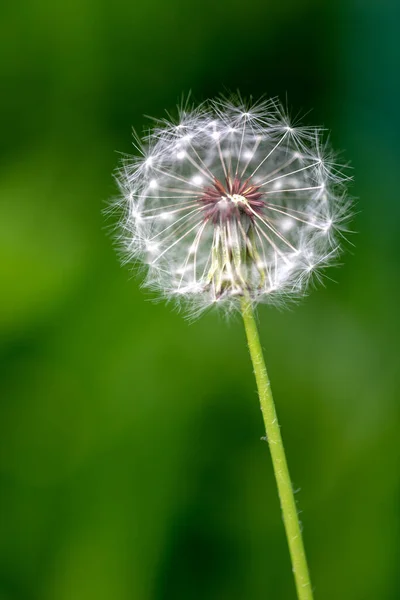 Dandelion Grass Background — Stock Photo, Image