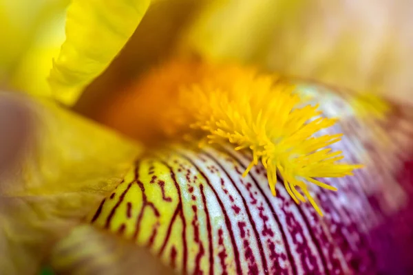 Macro Flower Stamens — Stock Photo, Image