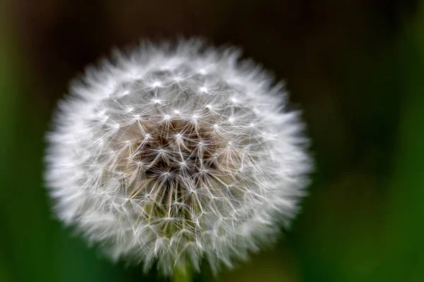 Löwenzahn Auf Gras Hintergrund — Stockfoto