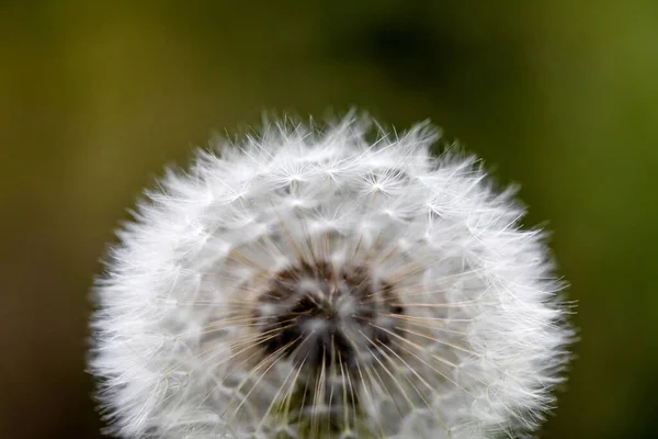 Dandelion Grass Background — Stock Photo, Image