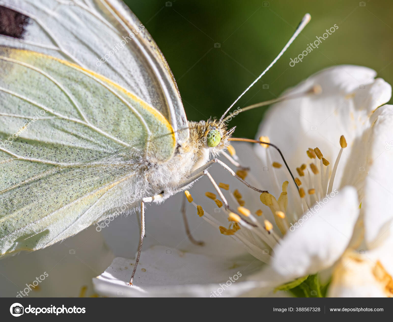 Portofolio Alex7021 Stok Foto Ilustrasi Dan Seni Vektor