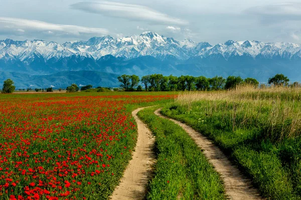 Strada Campagna Attraverso Campi Papaveri — Foto Stock