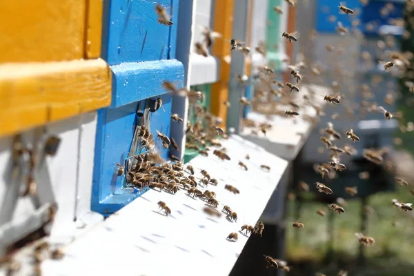 Colmeias em um apiário — Fotografia de Stock