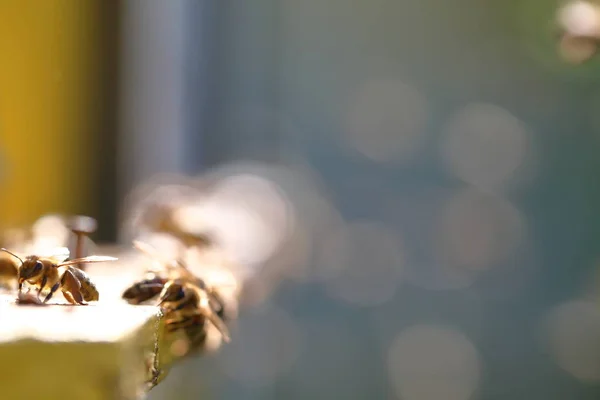 Κυψέλες σε μια Μελισσοκομικά — Φωτογραφία Αρχείου