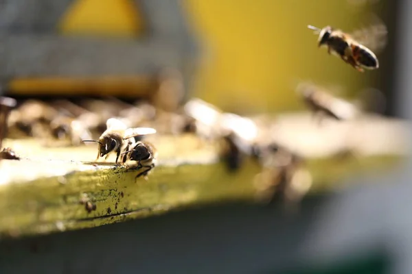 Hives in an apiary — Stock Photo, Image