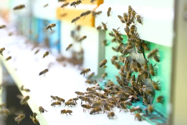 Κυψέλες σε μια Μελισσοκομικά — Φωτογραφία Αρχείου