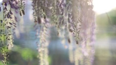 çiçek açan wisteria çiçekler