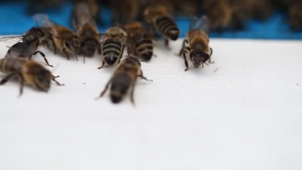 Hives in an apiary — Stock Video