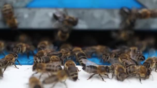 Hives in an apiary — Stock Video