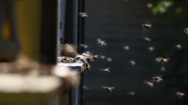 Orticaria in un apiario — Video Stock