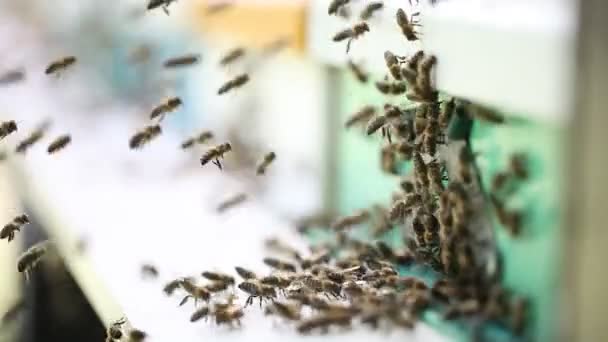 Κυψέλες σε μια Μελισσοκομικά — Αρχείο Βίντεο