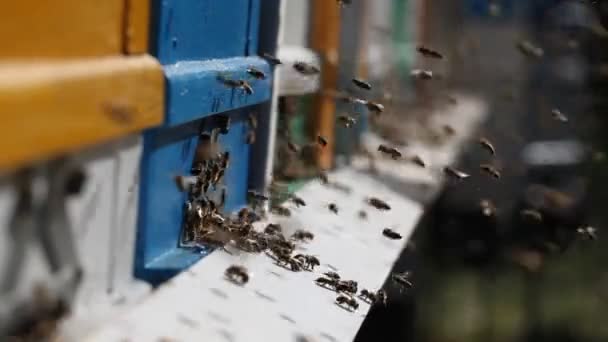 Bienenstöcke in einem Bienenhaus — Stockvideo