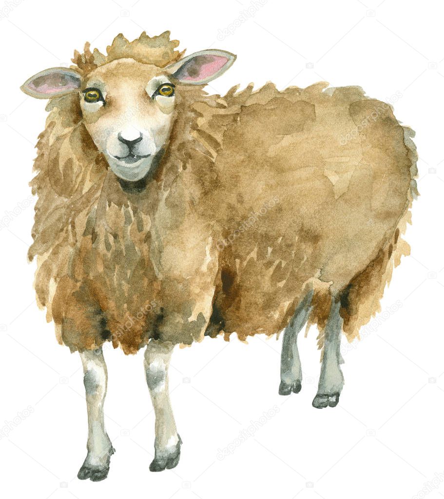 Watercolor Sheep print