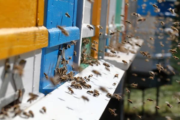 Κυψέλες Ένα Μελισσοκομείο Πολλές Μέλισσες Που Πετούν Στα Συμβούλια Προσγείωση — Φωτογραφία Αρχείου